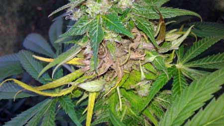 Marijuana bud rot can destroy a whole harvest almost overnight! Harvest immediately if you spot it!
