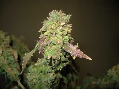 Harvest a marijuana plant if the buds are actually turning brown from being burnt by light or heat stress