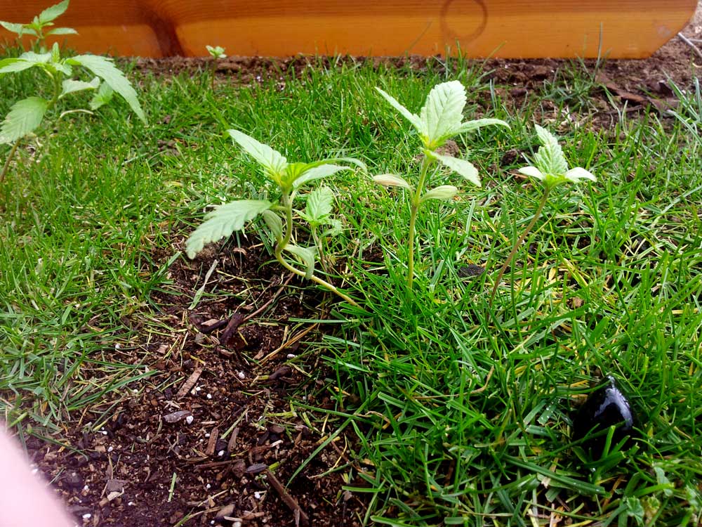 How To Grow Weed With Organic Super Soil Easy
