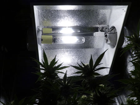 Example of a cannabis plant while looking up at an HID grow light. By reducing the number of hours your plants get light each day, you will speed up the maturing process