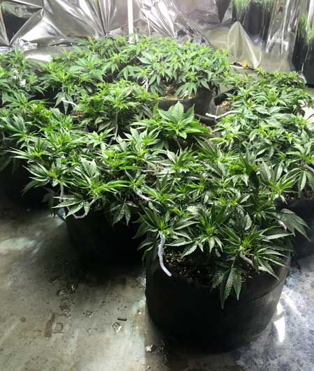 Example of growing many small cannabis plants instead of just a few bigger ones (known as the "Sea of Green" training method)