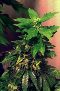 Example of a cannabis plant re-vegging and reverting back to the vegetative stage from the flowering stage