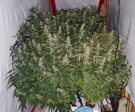 It's a cannabouquet!