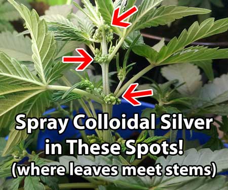 A diagram showing where to spray colloidal silver to produce male pollen sacs. The plant should be sprayed thoroughly at bud sites (where leaves meet a stem)