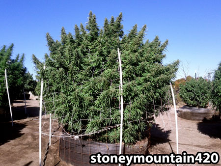 This bushy outdoor cannabis plant has tons of huge colas located at the top of the plant. Generally with marijuana plants the biggest buds are located at the top.