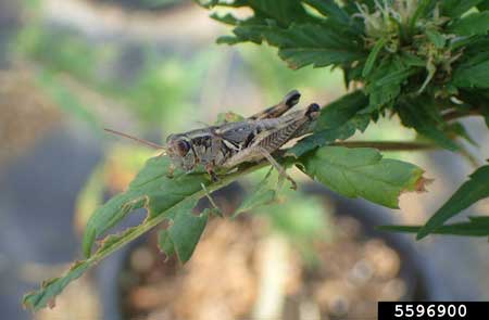 Lakin grasshopper (Melanoplus lakinus) is another common cannabis pest species of grasshoppers.