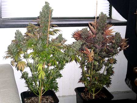 This auto-flowering cannabis plants are ready to harvest - they thrived under an HPS grow light