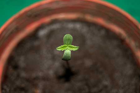 Awesome closeup of a cannabis seedling :)