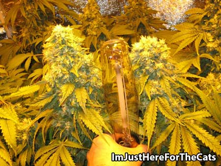 HPS bulbs produce a bright yellow light that is very efficient at getting cannabis plants to make trichomes