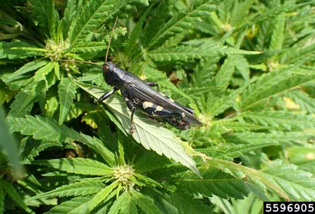 Black grasshopper cannabis pest. The Differential grasshopper (Melanoplus differentials) is often green or tan, but this species of grasshopper also has a black / melanistic form.