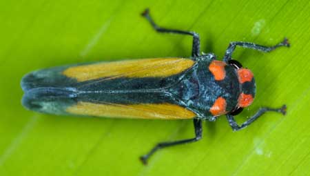 This leafhopper is black and orange - leaf hoppers that attack your cannabis can come in many colors depending on where you live!
