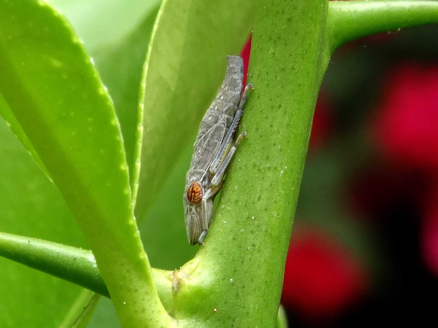 How to Get Rid of Leafhoppers Grow Weed Easy