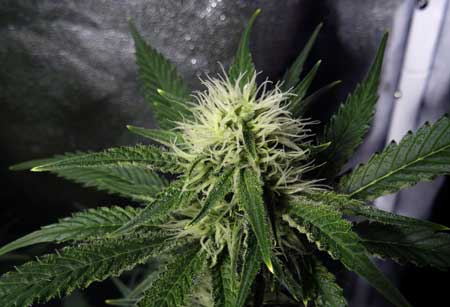 Example of cannabis bud that is not ready to harvest yet - the pistils / hairs are still mostly white and sticking straight out