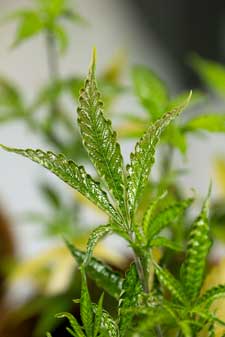 Exemplo de folhas com bolhas e aparência úmida "plástica" que aparece em plantas de cannabis com ácaros largos ou ácaros ruivos