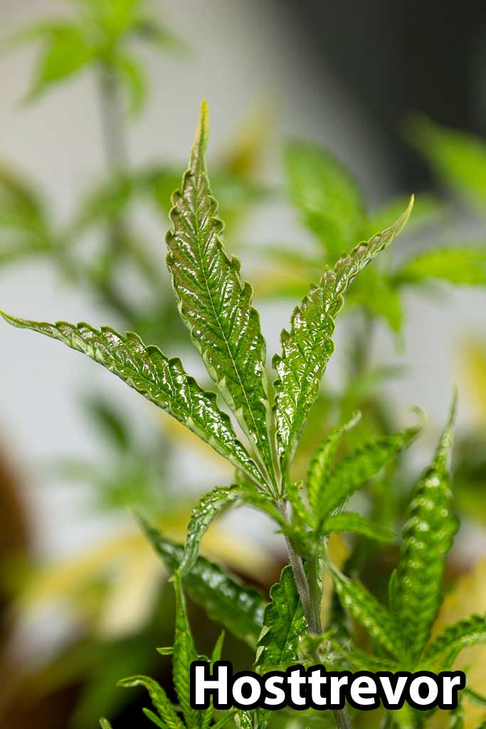 cannabis-broad-mite-damage-leaves-discovered-shiny-edges-up.jpg