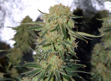 Example of a cannabis bud that is ready to harvest - all the pistils have darkened and curled in