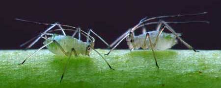 A close-up of two aphids on a cannabis plant
