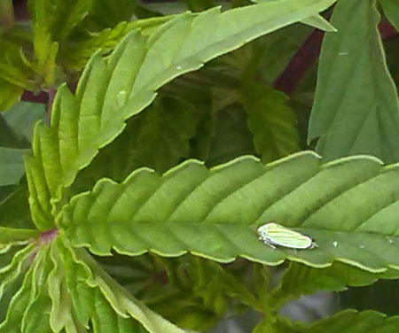 Example of a green leafhopper adult bug on a cannabis leaf