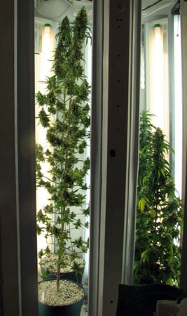 Example of a flowering cannabis plant in a Phototron (grow light with T5 lights along the sides) - Notice how the top buds get the biggest even though the plant is getting the same amount of light from top to bottom