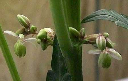 An example of cannabis pollen sacs opening up to spill pollen 