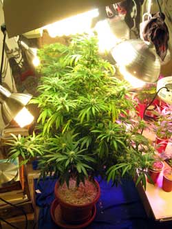 Example of a cannabis plant that has lots of side lighting from CFLs