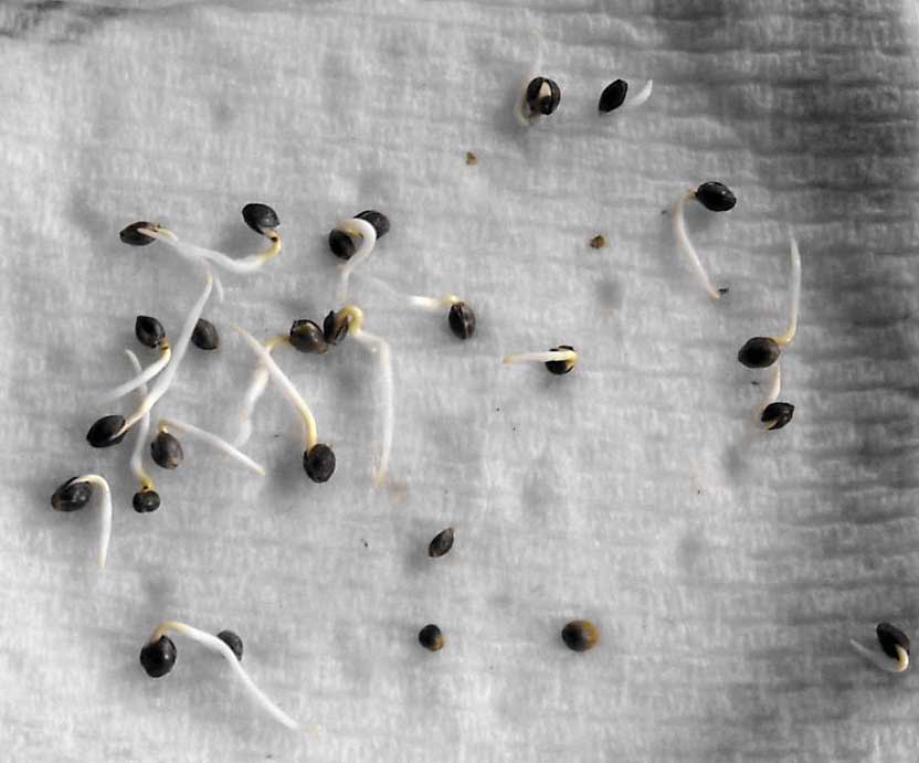 как садить семя конопли