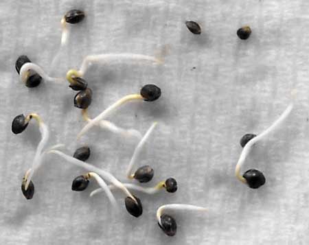 Example of marijuana seeds germinating via the "paper towel method"