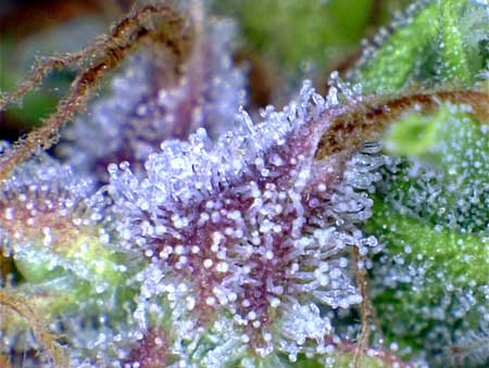 A closeup of trichomes on a live cannabis bud - these mushroom shaped resin glands are what all types of hash are made out of