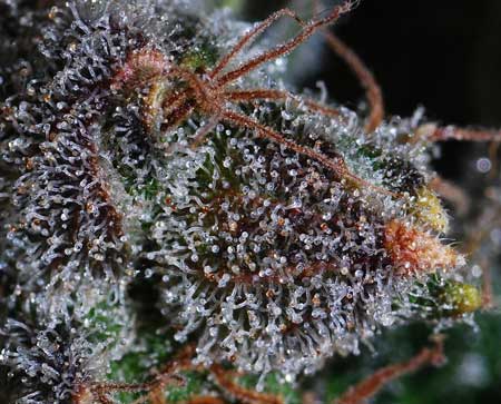 Example of cannabis buds at the end of the harvest window - many of the white trichomes have started turning amber