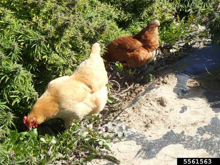 Some growers allow their chickens to feed on bugs on their cannabis or hemp plants.