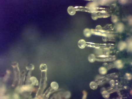 Ultra closeup of glandular stalked cannabis trichomes - these contain THC and other cannabinoids