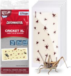 Get cricket traps on Amazon.com! Get rid of these pests in your marijuana garden!