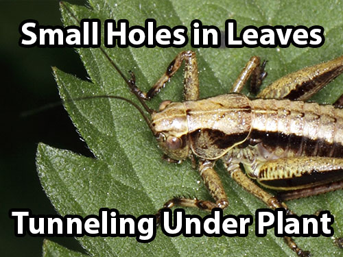 Crickets don't infest cannabis often, but they can chew small holes in your leaves, and mole crickets can tunnel under your plants