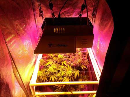 Example of a marijuana plant grower who is using both LED and HPS grow lights