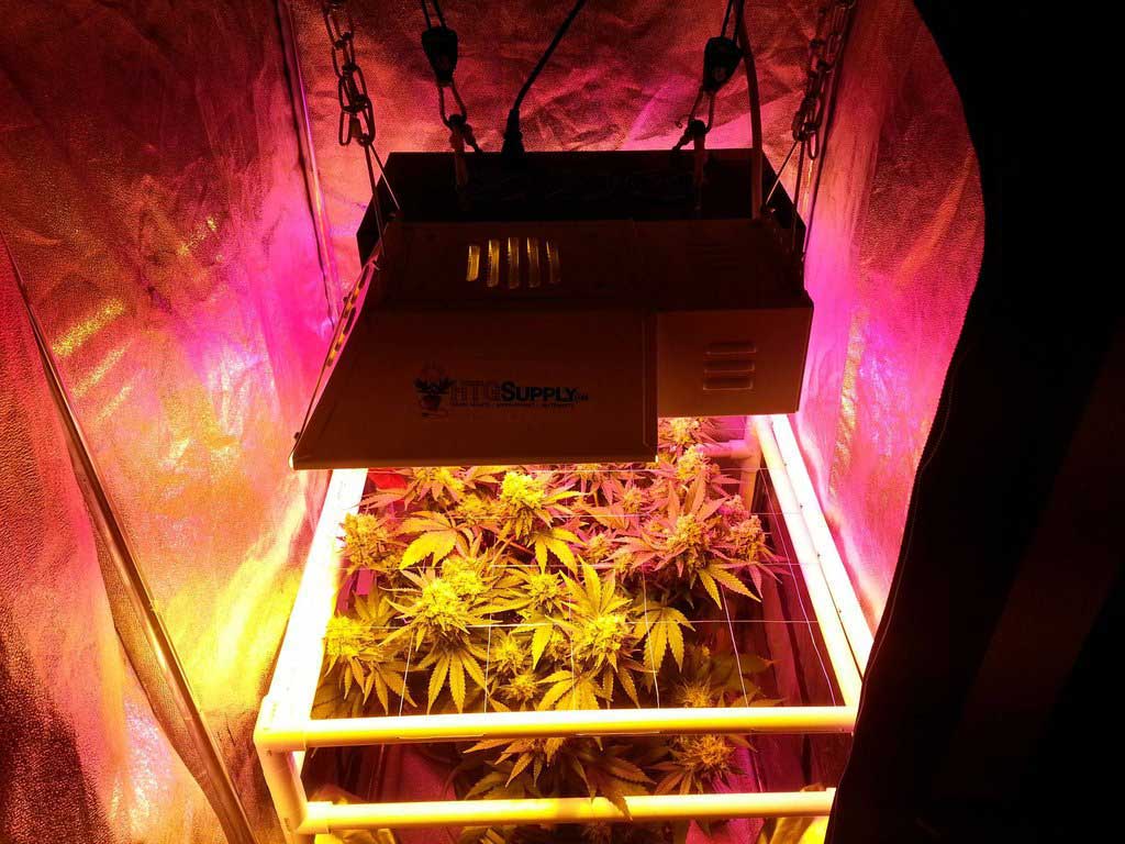 световой поток для выращивания марихуаны
