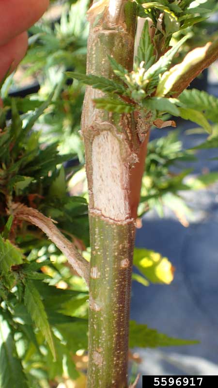 You can sometimes see signs of healed stem damage on your branches. This cannabis stem damage from grasshoppers is often mistaken as being from a large animal like a deer.