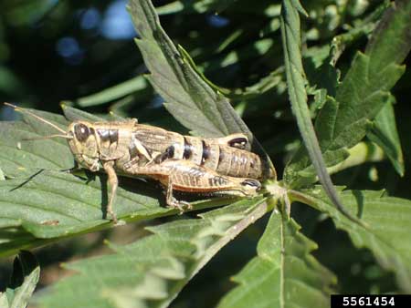 This female Differential Grasshopper (Melanoplus differentials) is tan / brown in color and full of eggs. She's enjoying the sun on a cannabis plant in late summer.