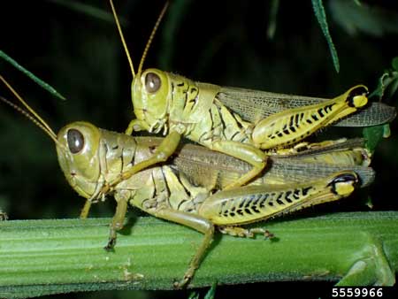 This is the "Differential Grasshopper" (Melanoplus differentials). This is a common and voracious cannabis pest in North America.