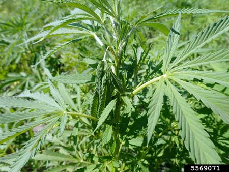 The grasshoppers ate the stem of this cannabis leaf, so the whole leaf started drooping.