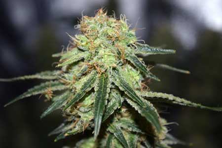 This cannabis bud is at the very beginning of the harvest window. Harvesting at this point could hurt your yields and potency.