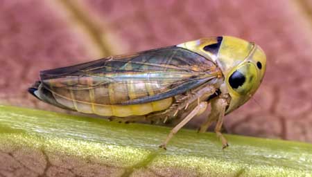 This leafhopper looks a lot different than many of the others, due to its big bulbous head