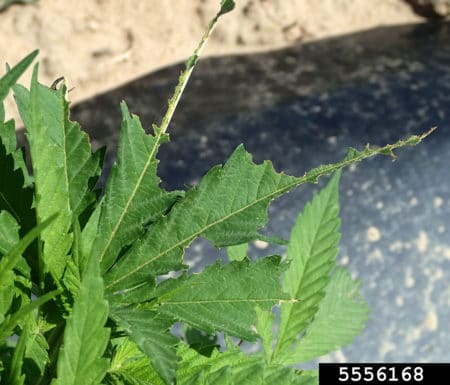 Example of leaf damage caused by grasshoppers on a marijuana plant