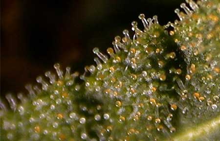 Cannabis buds harvested with more than 20% amber trichomes may make you feel sleepy