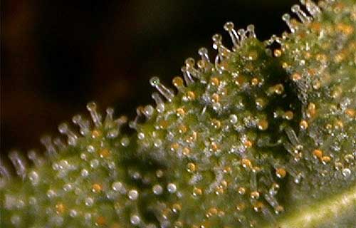 How to Look at Trichomes with a Magnifier