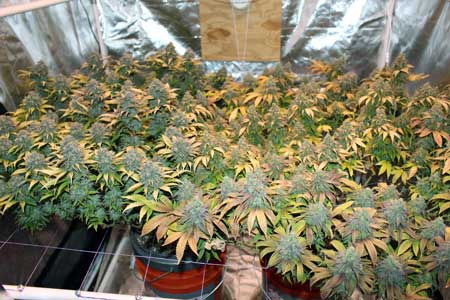 Example of cannabis plants grown in a Scrog setup under a T5 grow light. By getting plants to grow short and flat the grower was able to increase the yields and grow bigger buds.