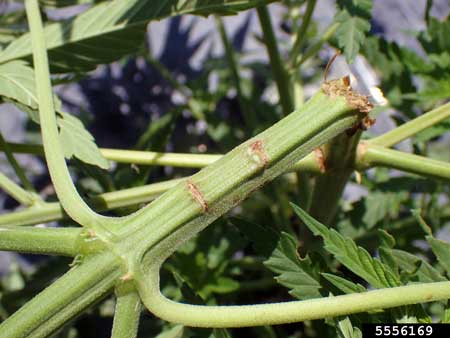 Old grasshopper stem damage on a weed plant.