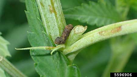 I was pretty shocked when I learned that this is what grasshopper poop looks like! It's like a fairy pooped on your plant lol If you see these on your leaves, it's a sign that grasshoppers have been eating a ton of plants in the nearby area.