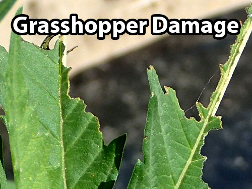 Example of cannabis grasshopper leaf damage