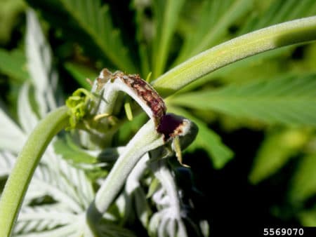 Example of stem damage caused by a grasshopper on a cannabis plant