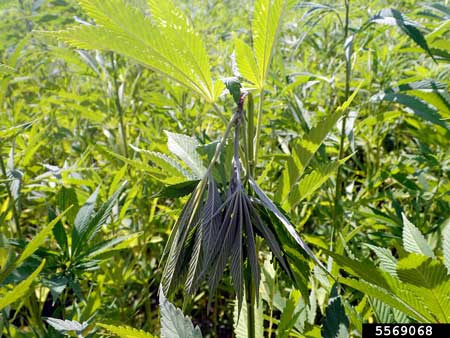 Grasshoppers ate through the stem and caused the entire stem (and bud site) to fall and die. These bugs are vicious to cannabis plants!